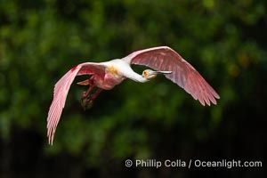 Roseate Spoonbill in Flight, Platalea ajaja, Alafia Banks, Florida, Platalea ajaja, Alafia Banks Critical Wildlife Area, Tampa