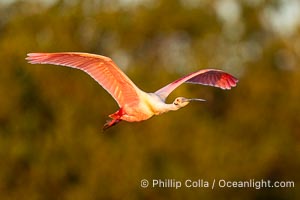 Roseate Spoonbill in Flight, Platalea ajaja, Alafia Banks, Florida, Platalea ajaja, Alafia Banks Critical Wildlife Area, Tampa