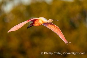 Roseate Spoonbill in Flight, Platalea ajaja, Alafia Banks, Florida, Platalea ajaja, Alafia Banks Critical Wildlife Area, Tampa