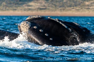 Rostrum and callosities of southern right whale, Eubalaena australis. Whale lice can be seen attached to the collosities, which are patches of thickened keratinized tissue, like calluses (thus the name).  The pattern of callosities on a right whale are unique and serve as a way to identify individuals throughout their lifetime, Eubalaena australis, Puerto Piramides, Chubut, Argentina