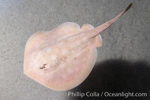 Round stingray, a common inhabitant of shallow sand flats, Urolophus halleri