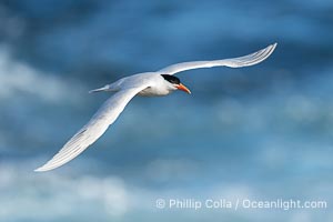 Royal Tern in flight, adult breeding plumage with black head cap, Thalasseus maximus, La Jolla, California