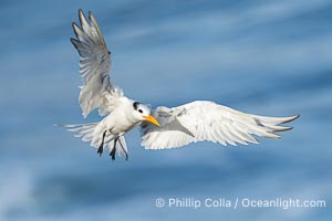 Royal tern in flight, Thalasseus maximus, adult nonbreeding plumage, ocean water in the background, La Jolla, Sterna maxima, Thalasseus maximus