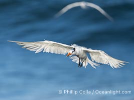 Royal tern in flight, Thalasseus maximus, adult nonbreeding plumage, ocean water in the background, La Jolla, Sterna maxima, Thalasseus maximus