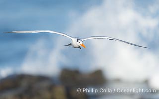 Royal tern in flight, Thalasseus maximus, adult nonbreeding plumage, ocean water in the background, La Jolla, Sterna maxima, Thalasseus maximus