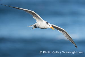 Royal tern in flight, Thalasseus maximus, adult nonbreeding plumage, ocean water in the background, La Jolla, Sterna maxima, Thalasseus maximus