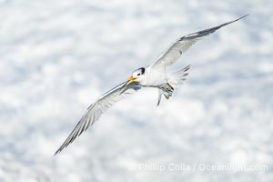 Royal tern in flight, Thalasseus maximus, adult nonbreeding plumage, ocean water in the background, La Jolla, Sterna maxima, Thalasseus maximus