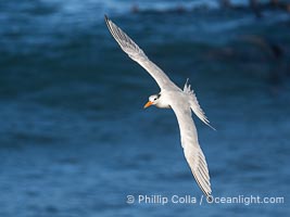 Royal tern in flight, Thalasseus maximus, adult nonbreeding plumage, blue ocean water in the background, La Jolla, Sterna maxima, Thalasseus maximus