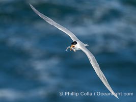 Royal Tern in flight with small fish, adult breeding plumage with black head cap, La Jolla, Thalasseus maximus