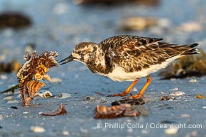 Ruddy Turnstone, Arenaria interpres, Fort De Soto, Florida, Arenaria interpres, Fort De Soto Park, St. Petersburg