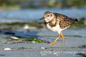 Ruddy Turnstone, Arenaria interpres, Fort De Soto, Florida, Arenaria interpres, Fort De Soto Park, St. Petersburg