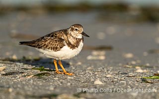 Ruddy Turnstone, Arenaria interpres, Fort De Soto, Florida, Arenaria interpres, Fort De Soto Park, St. Petersburg