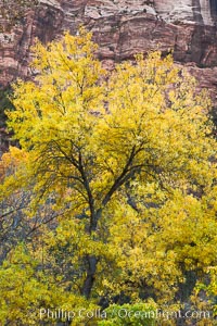 Cottonwood tree in autumn, red sandstone cliffs, fall colors, Zion National Park, Utah