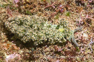 Sacoglossan nudibranch Elysia diomedea, Sea of Cortez, Mexico, Elysia diomedea, Islas San Lorenzo, Baja California