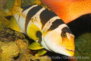 Saddleback coralgrouper, Plectropomus laevis