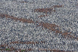 King penguin colony, over 100,000 nesting pairs, viewed from above.  The brown patches are groups of 'oakum boys', juveniles in distinctive brown plumage.  Salisbury Plain, Bay of Isles, South Georgia Island, Aptenodytes patagonicus