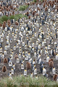 King penguins at Salisbury Plain, Aptenodytes patagonicus