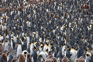 King penguin colony. Over 100,000 pairs of king penguins nest at Salisbury Plain, laying eggs in December and February, then alternating roles between foraging for food and caring for the egg or chick, Aptenodytes patagonicus