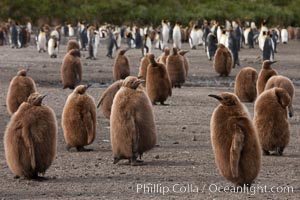 Oakum boys, juvenile king penguins at Salisbury Plain, South Georgia Island.  Named 'oakum boys' by sailors for the resemblance of their brown fluffy plumage to the color of oakum used to caulk timbers on sailing ships, these year-old penguins will soon shed their fluffy brown plumage and adopt the colors of an adult, Aptenodytes patagonicus