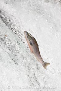 Salmon leap up falls on their upriver journey to spawn, Brooks Falls, Brooks River, Katmai National Park, Alaska