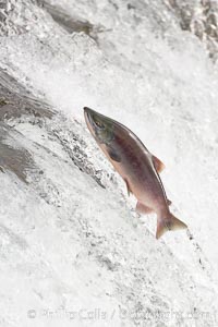 Salmon leap up falls on their upriver journey to spawn, Brooks Falls, Brooks River, Katmai National Park, Alaska