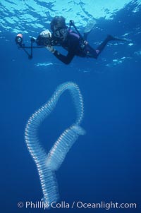 Diver and pelagic salp chain, open ocean, San Diego, California