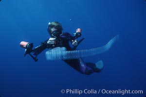 Diver and pelagic salp chain, open ocean, San Diego, California