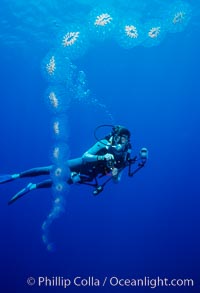 Salp chain and diver, open ocean, Cyclosalpa affinis, San Diego, California