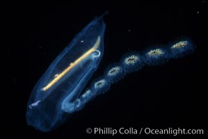 Salp (pelagic tunicate) reproduction, open ocean, Cyclosalpa affinis, San Diego, California