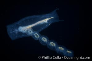 Salp (pelagic tunicate) reproduction, open ocean, Cyclosalpa affinis, San Diego, California