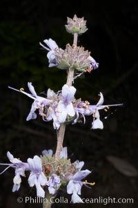 Black sage, Batiquitos Lagoon, Carlsbad, Salvia mellifera