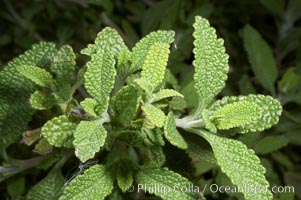 Black sage, Batiquitos Lagoon, Carlsbad, Salvia mellifera