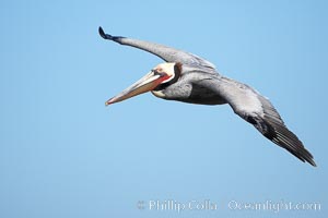 Brown pelican in flight.  The wingspan of the brown pelican is over 7 feet wide. The California race of the brown pelican holds endangered species status.  In winter months, breeding adults assume a dramatic plumage, Pelecanus occidentalis, Pelecanus occidentalis californicus, La Jolla