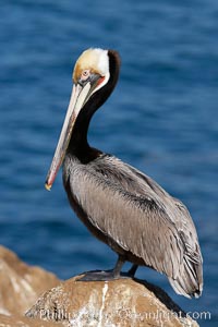 Brown pelican portrait, displaying winter breeding plumage with distinctive dark brown nape, yellow head feathers and red gular throat pouch, Pelecanus occidentalis, Pelecanus occidentalis californicus, La Jolla, California