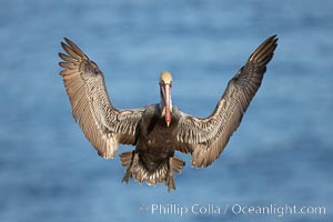 California brown pelican spreads its wings wide as it slows before landing on seacliffs, Pelecanus occidentalis, Pelecanus occidentalis californicus, La Jolla