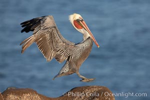 Brown pelican.  This large seabird has a wingspan over 7 feet wide. The California race of the brown pelican holds endangered species status, due largely to predation in the early 1900s and to decades of poor reproduction caused by DDT poisoning.  In winter months, breeding adults assume a dramatic plumage with brown neck, yellow and white head and bright red gular throat pouch, Pelecanus occidentalis, Pelecanus occidentalis californicus, La Jolla