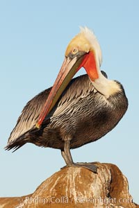 California brown pelican preening as it rests in the sun, drying after a morning foraging on the ocean, Pelecanus occidentalis, Pelecanus occidentalis californicus, La Jolla
