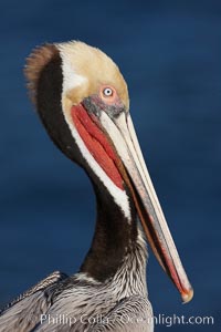 Brown pelican portrait, displaying winter breeding plumage with distinctive dark brown nape, yellow head feathers and red gular throat pouch, Pelecanus occidentalis, Pelecanus occidentalis californicus, La Jolla, California