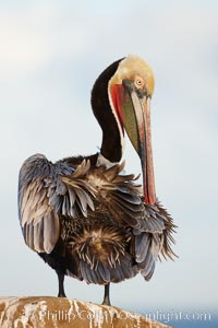 Brown pelican preening, cleaning its feathers after foraging on the ocean, with distinctive winter breeding plumage with distinctive dark brown nape, yellow head feathers and red gular throat pouch, Pelecanus occidentalis, Pelecanus occidentalis californicus, La Jolla, California