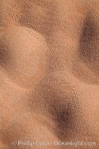 Sand ripples in morning light, Valley of Fire State Park