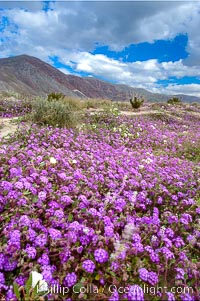 Sand verbena carpets sand dunes and washes in Anza Borrego Desert State Park.  Sand verbena blooms throughout the Colorado Desert following rainy winters, Abronia villosa, Anza-Borrego Desert State Park, Borrego Springs, California