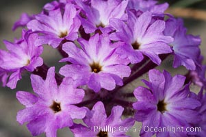 Sand verbena blooms in spring in Anza Borrego Desert State Park.  Sand verbena blooms throughout the Colorado Desert following rainy winters, Abronia villosa, Anza-Borrego Desert State Park, Borrego Springs, California