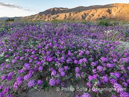 Sand Verbena Blooms near Mountains In Borrego Springs, almost sunset, Abronia villosa, Anza-Borrego Desert State Park