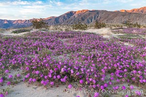 Sand verbena wildflowers on sand dunes, Anza-Borrego Desert State Park, Abronia villosa, Oenothera deltoides, Borrego Springs, California