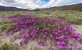 Sand verbena wildflowers on sand dunes, Anza-Borrego Desert State Park, Abronia villosa, Borrego Springs, California