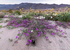 Sand verbena wildflowers on sand dunes, Anza-Borrego Desert State Park, Abronia villosa, Borrego Springs, California