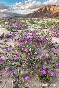 Sand verbena wildflowers on sand dunes, Anza-Borrego Desert State Park, Abronia villosa, Oenothera deltoides, Borrego Springs, California