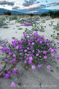 Sand verbena wildflowers on sand dunes, Anza-Borrego Desert State Park, Abronia villosa, Borrego Springs, California