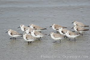 Sanderlings feed on sandy beaches, taking small invertebrates exposed by retreating surf.  Encinitas, Calidris alba