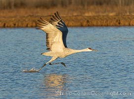 Sandhill crane spreads its broad wings as it takes flight in early morning light. This sandhill crane is among thousands present in Bosque del Apache National Wildlife Refuge, stopping here during its winter migration, Grus canadensis, Socorro, New Mexico